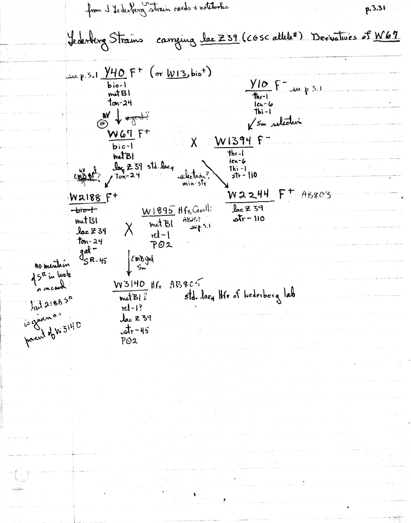 W40 W67 lineage lac Z39 CGSC-allele p3.31